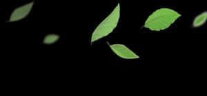 Floating Green Leaveson Black Background PNG image with transparent background