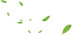 Gambar Daun No Background, HD Png Download PNG image with transparent background