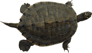 Floating Turtle Transparent Background PNG image with transparent background
