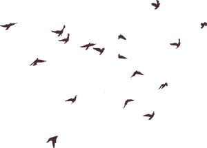 Flock_of_ Birds_ Silhouette_ Sky PNG Image