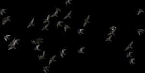 Flockof Dovesin Flight PNG image with transparent background