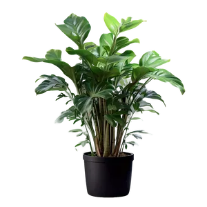 Floor Plant Png 06282024 PNG Image