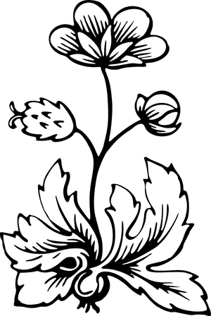 Leafy Png, Transparent Png PNG image with transparent background