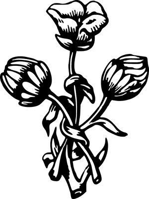 Plants, HD Png Download PNG with transparent background