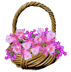 Floral Wicker Basket Fullof Pink Blooms PNG image with transparent background