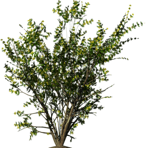 Shrubs Png - Ground Shrub Transparent Background, Png Download PNG with transparent background