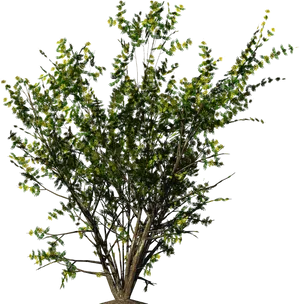 Flourishing Green Shrub.png PNG Image