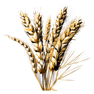 Flourishing Wheat Crop PNG 05252024 PNG