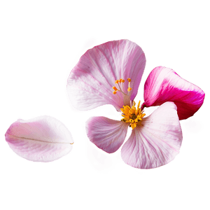 Flower Petal Transparent PNG 16 PNG