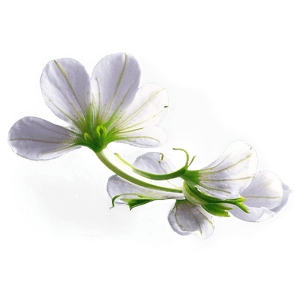 Flower Petal Transparent PNG 97 PNG