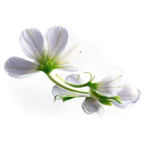 Flower Petal Transparent Png 97 PNG Image