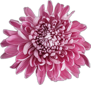 #flower #pink #chrysanthemum - Dahlia, HD Png Download PNG image with transparent background