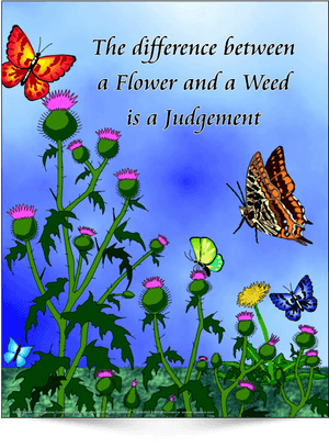This Is The English Version Of Poster Design - Morning Glory, HD Png Download PNG image with transparent background
