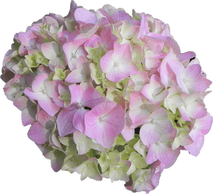 Hydrangea PNG PNG Images