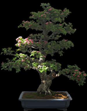 Flowering Bonsaiin Container PNG