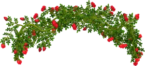 Flowering Bush Arch Isolated Background PNG Image