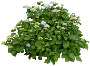 Flowering Green Bush Black Background PNG Image