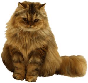 Chat - Chat Png Chat Transparent, Png Download PNG