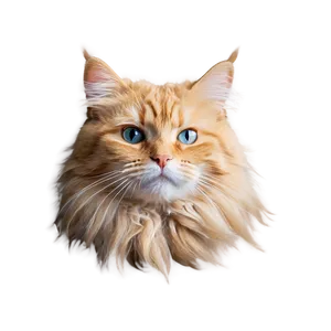 Fluffy Cat Face Png 23 PNG Image