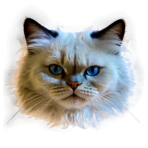 Fluffy Cat Face Png 43 PNG Image