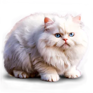 Fluffy Cat Png 20 PNG Image