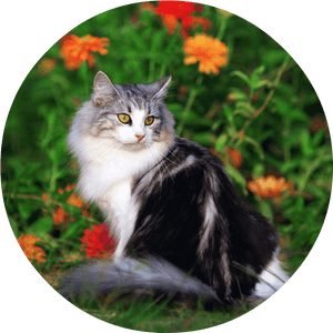 Cute Cat Playing In The Beautiful Field Of Flowers - Domestic Long-haired Cat, HD Png Download PNG image with transparent background