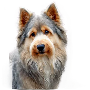 Fluffy Dog Face Picture Png Quh90 PNG Image