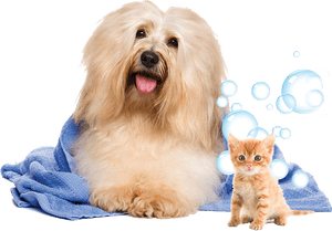 Dog In Towel Png, Transparent Png PNG image with transparent background