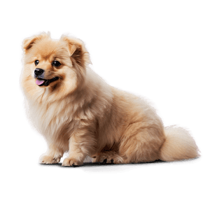 Fluffy Dogs PNG 05242024 PNG image with transparent background