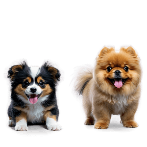 Fluffy Dogs PNG 67 PNG image with transparent background