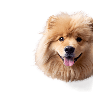 Fluffy Dogs PNG 73 PNG image with transparent background