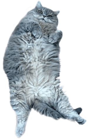 #cute #gray #cat #pet #belly #fluffy #animal #sticker#freetoedit - British Longhair, HD Png Download PNG image with transparent background