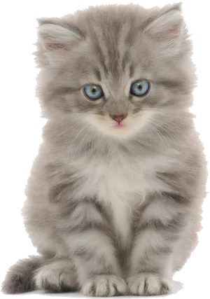 Fluffy Gray Kitten Blue Eyes PNG Image