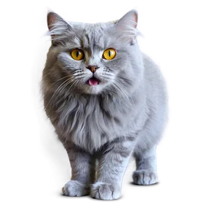 Fluffy Grey Cat Png Bxr44 PNG Image