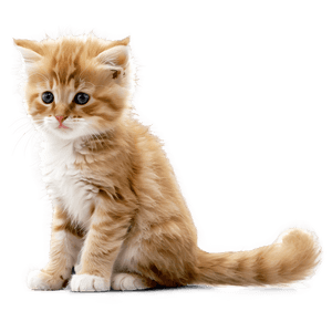 Fluffy Kitten PNG 37 PNG image with transparent background