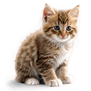 Fluffy Kitten PNG fls PNG image with transparent background