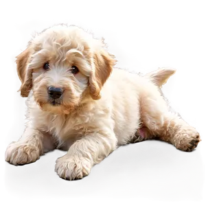 Fluffy Labradoodle Puppy Png Fck PNG Image