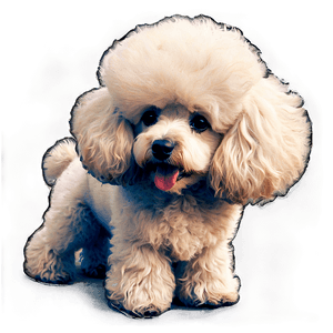 Fluffy Poodle Sketch PNG mca87 PNG image with transparent background