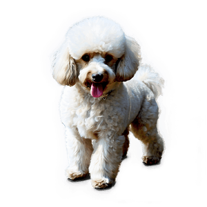 Fluffy Poodle Sketch PNG rgw PNG image with transparent background