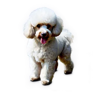 Fluffy Poodle Sketch Png Rgw PNG Image