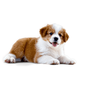 Fluffy Puppy PNG nsv PNG image with transparent background