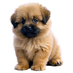 Fluffy Puppy PNG ubv88 PNG image with transparent background