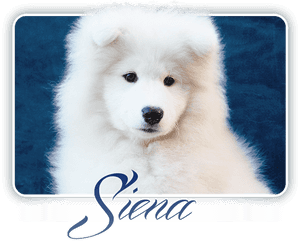 Samoyed Glamorous Miracle Carpathian White Smile - American Eskimo Dog, HD Png Download PNG