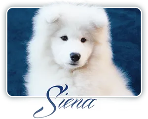 Fluffy_ Samoyed_ Puppy_ Siena PNG Image