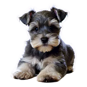 Fluffy Schnauzer Puppy Png 06262024 PNG Image