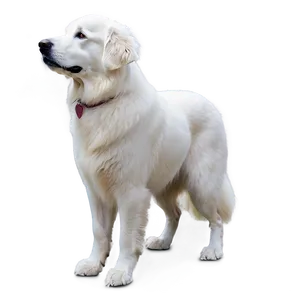 Fluffy White Great Pyrenees Png 85 PNG Image