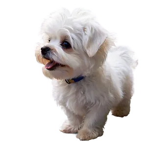 Fluffy White Maltese Png 79 PNG Image