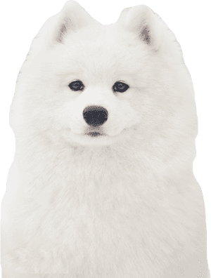 Samoyed Png, Transparent Png PNG