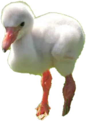 Fluffy White Water Bird Chick PNG Image