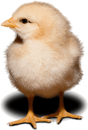 Chick, HD Png Download PNG